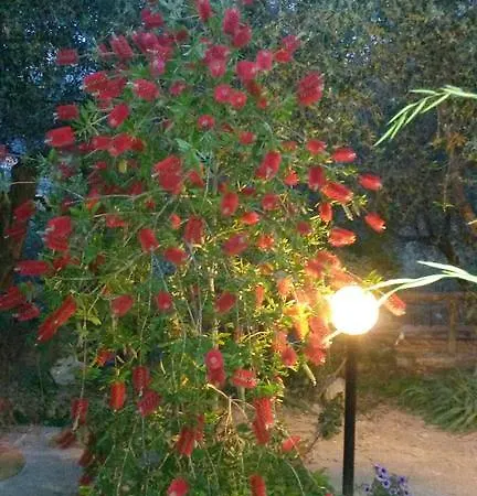 L'uliveto D'argento לינה וארוחת בוקר 3*