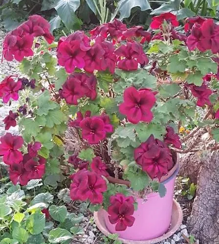 L'uliveto D'argento 3* Финале Лигуре