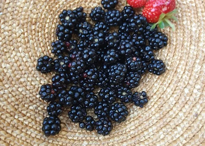 L'uliveto D'argento Отель типа 