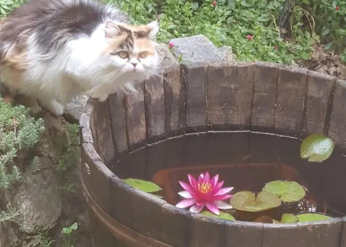 L'uliveto D'argento Отель типа 