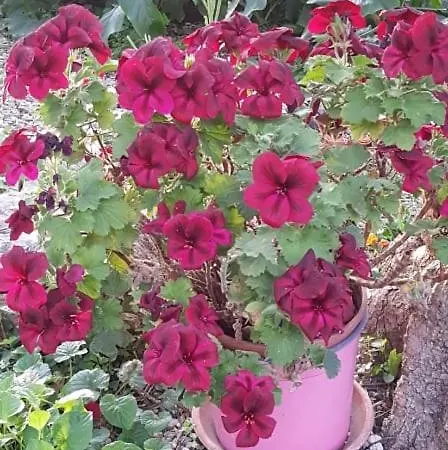 L'uliveto D'argento 3* Finale Ligure