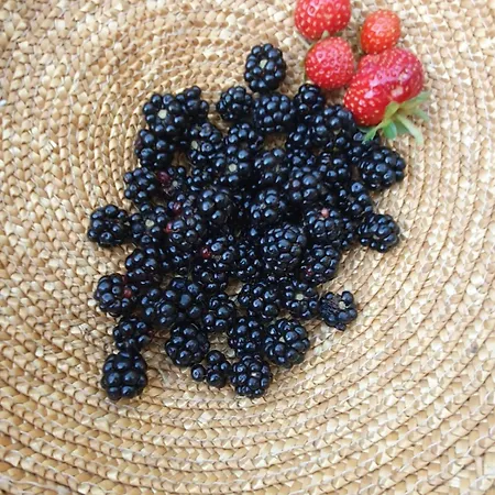 L'uliveto D'argento Bed & Breakfast 3*