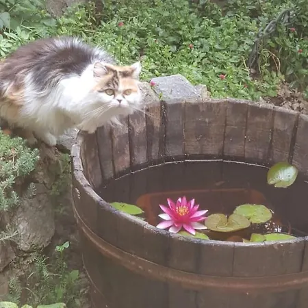 L'uliveto D'argento Bed & Breakfast 3*